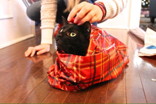 hermitgee's tweet image. Part 6, I swear I'll stop now #NationalCatDay