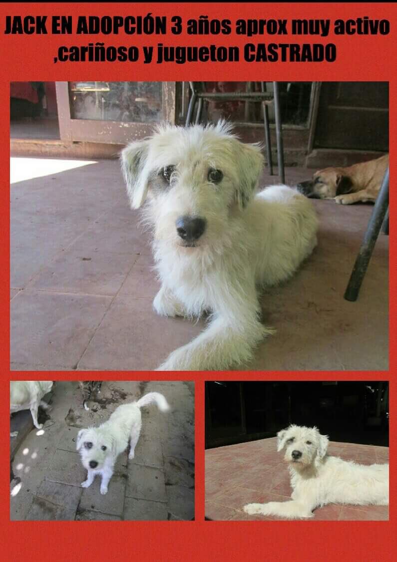 carolinapinoc's tweet photo. Quieren conocer este guapo y dulce perro en adopción? Estará en #Midmall Maipu hoy, ya en camino a la jornada organizada x @EduardoEduvet RT https://t.co/dAVf4mmvax