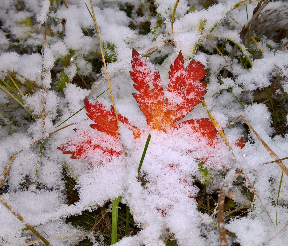Woolenberg's tweet photo. Beginning of the week it snowed. End of the week it was raining. The weather reports had forecast snow next week. https://t.co/mUChwaot7K