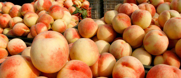 Chile exportará un tipo de durazno a China luego de tres años de negociación >> ow.ly/GqCg305wPqG