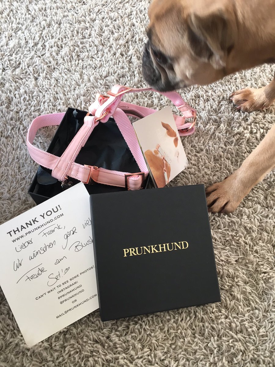 feezdeluxe's tweet photo. Oh, ist denn heute schon #Weihnachten ? Das gefällt mir!!!! #prunkhund #littledeluxe @Prunkhund https://t.co/f7oJoZIjik
