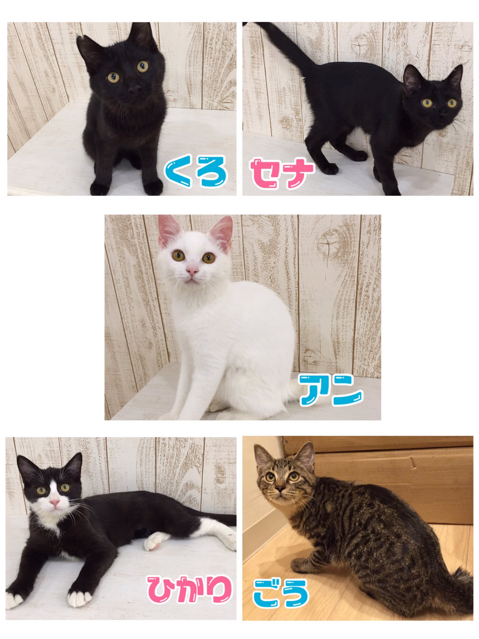関東4店 譲渡型猫カフェ にゃんくる Pa Twitter 蒲田 蒲田店にやってきた猫ちゃん達を一挙大公開 成猫 5匹 6ヶ月以下の仔猫25匹でお迎えいたします オープンは10 31ですので楽しみにお待ちくださいませ 蒲田では現在30匹の猫ちゃんが新しい家族を待っています