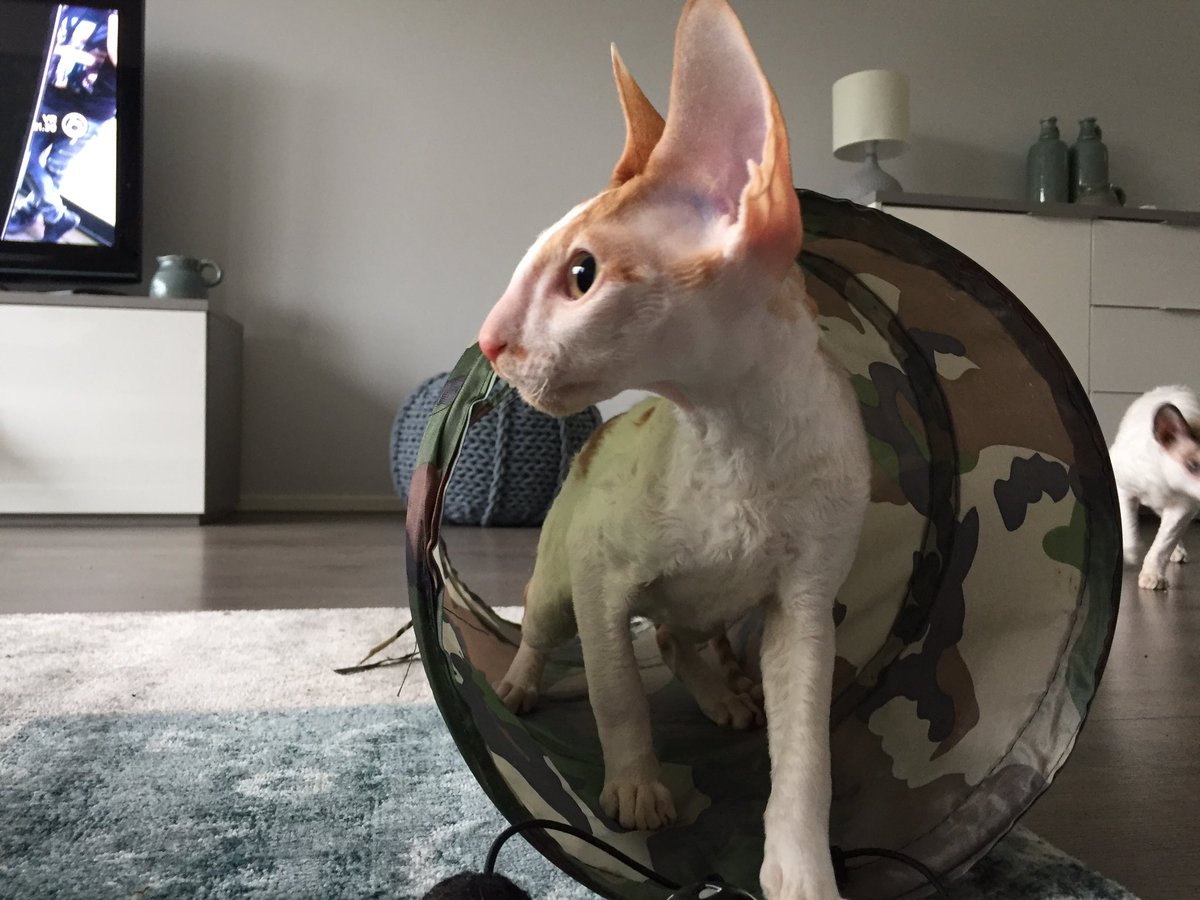 _DeoRex's tweet image. У нас радостное событие, наш выпускник прибыл в свой новый дом в Нидерландах, к заводчику Michael Stemerding ☺️💖