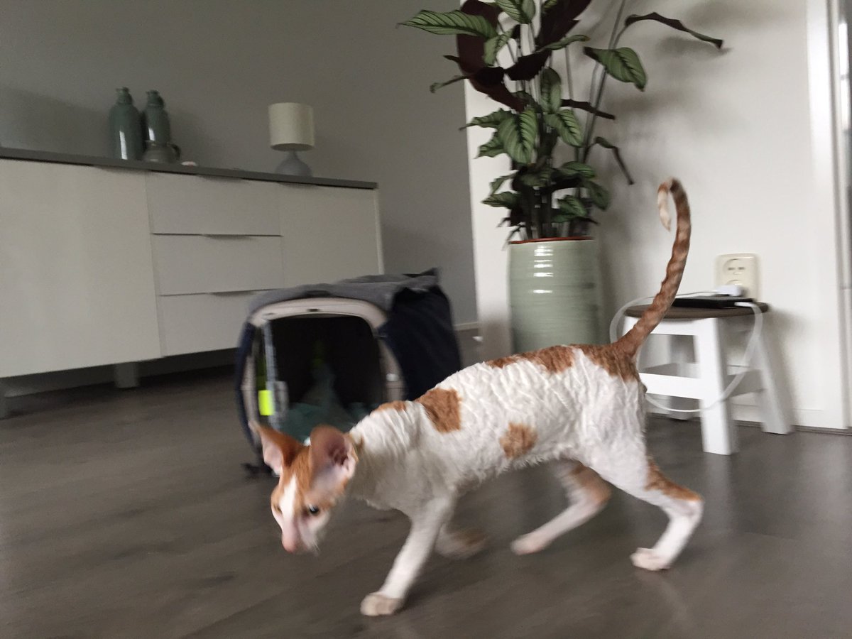 _DeoRex's tweet image. У нас радостное событие, наш выпускник прибыл в свой новый дом в Нидерландах, к заводчику Michael Stemerding ☺️💖