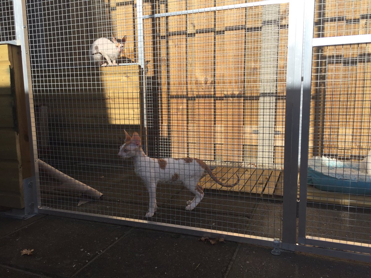 _DeoRex's tweet image. У нас радостное событие, наш выпускник прибыл в свой новый дом в Нидерландах, к заводчику Michael Stemerding ☺️💖