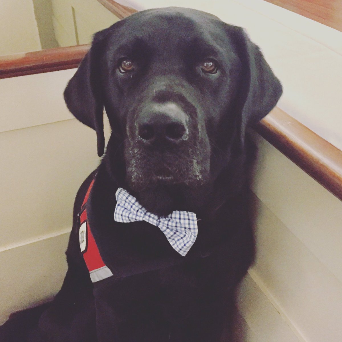 rescueboston's tweet photo. Holding court @NEADSdogs #getdressedgiveback honoring @OpenStyleLab with the @caringwcouture award. Check out their amazing work! https://t.co/WwaVsIKZfp