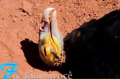 LUIZGPIMENTA's tweet image. Framengo saindo do Mineirao hoje!!!
