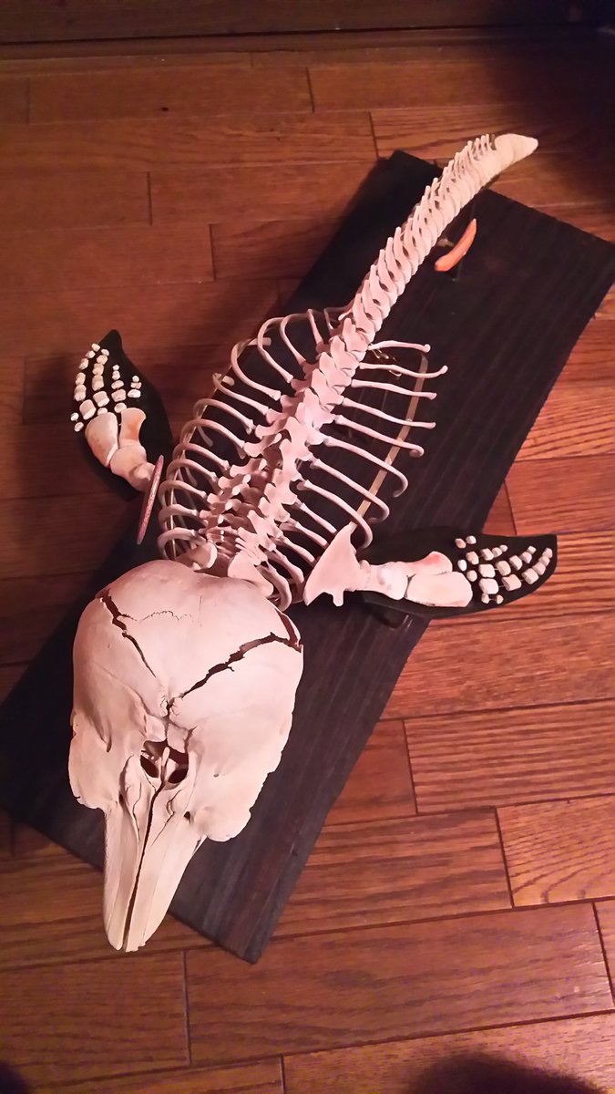 スナメリ骨格。一ヶ月の永きにわたる組み立てが、ようやく完成したのだ