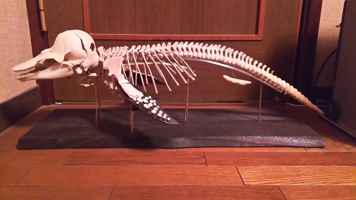 イルカ　スナメリ　骨 イルカ スナメリ 骨 希少】イルカの骨セット_10 【公式通販】