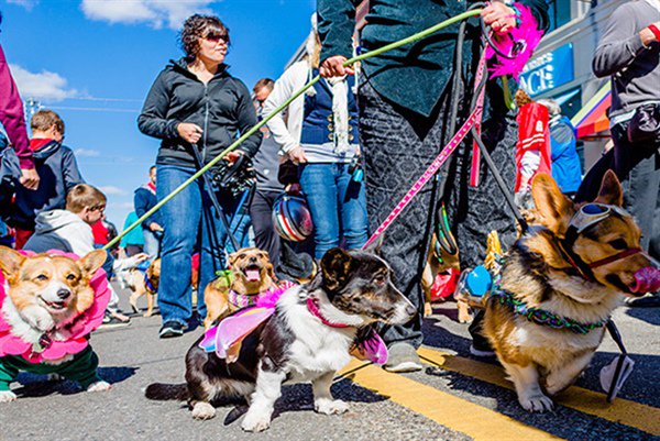 Our #fourleggedfriends have the cutest #halloween costumes! Visit @LibertyCtr Square for #PetParade TODAY noon-3! ow.ly/RtFJ304t3Yz