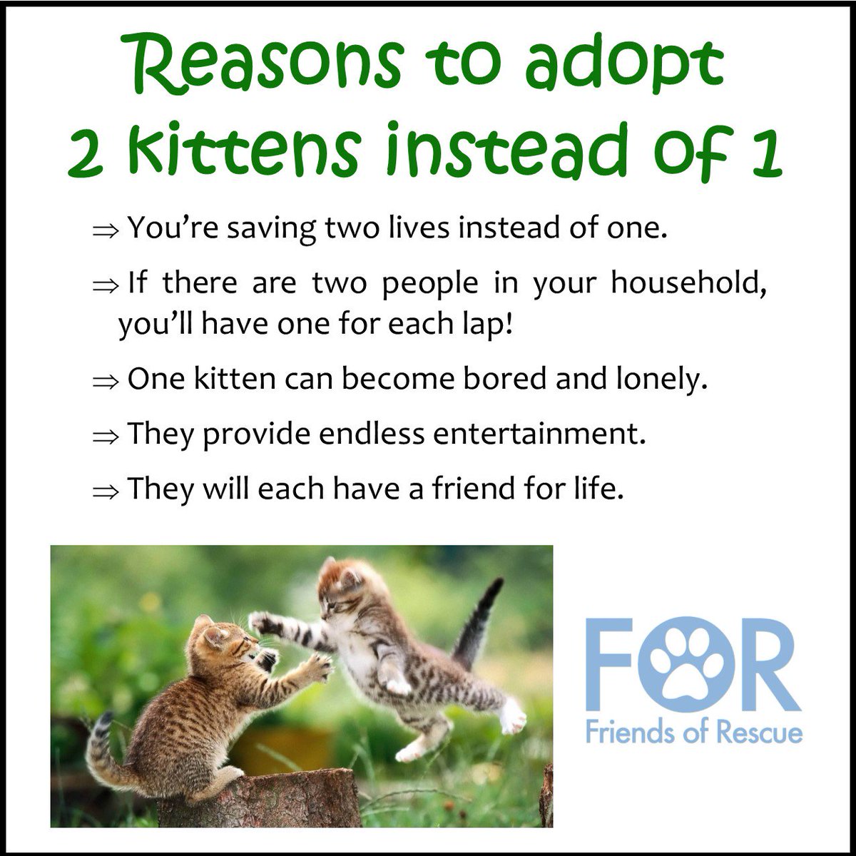 FriendsofRescue's tweet image. #adopt2 #AdoptDontShop #rescue #FORrescue #kittens #RT #CatsOfTwitter #doIt e-mail info@forrescue.net