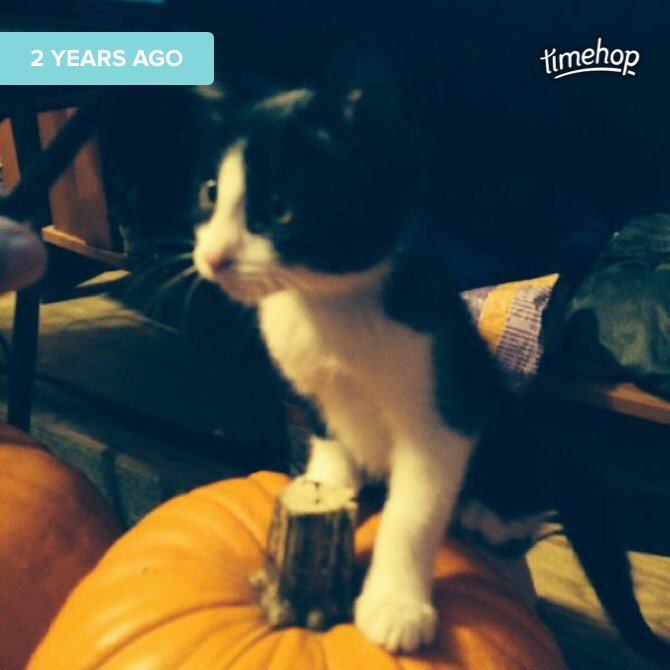 cnielly895's tweet photo. #wheresdeb #nationalcatday https://t.co/8n0WUgY6PP