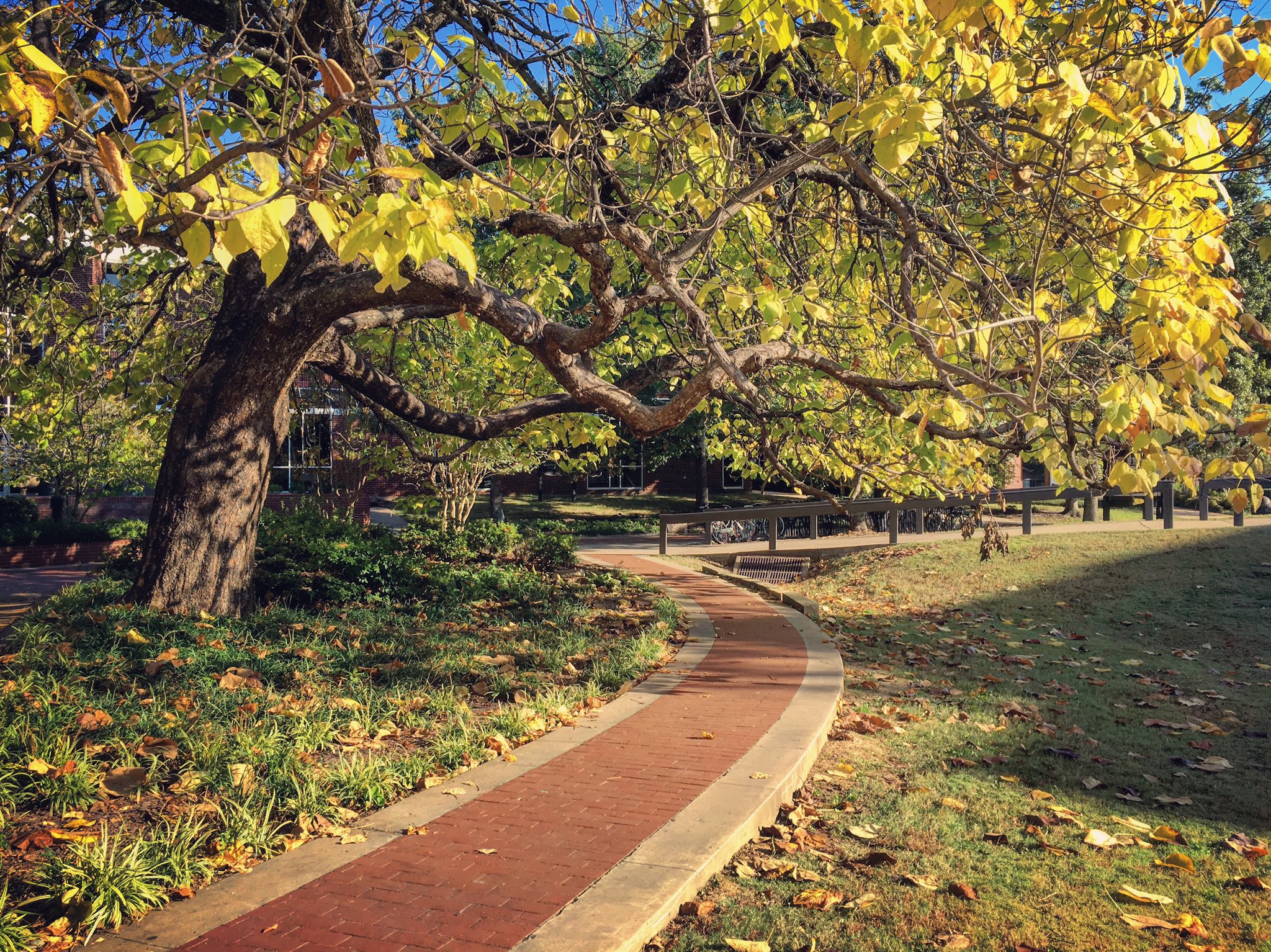 Harding University on Twitter "Looks like it's going to be a beautiful