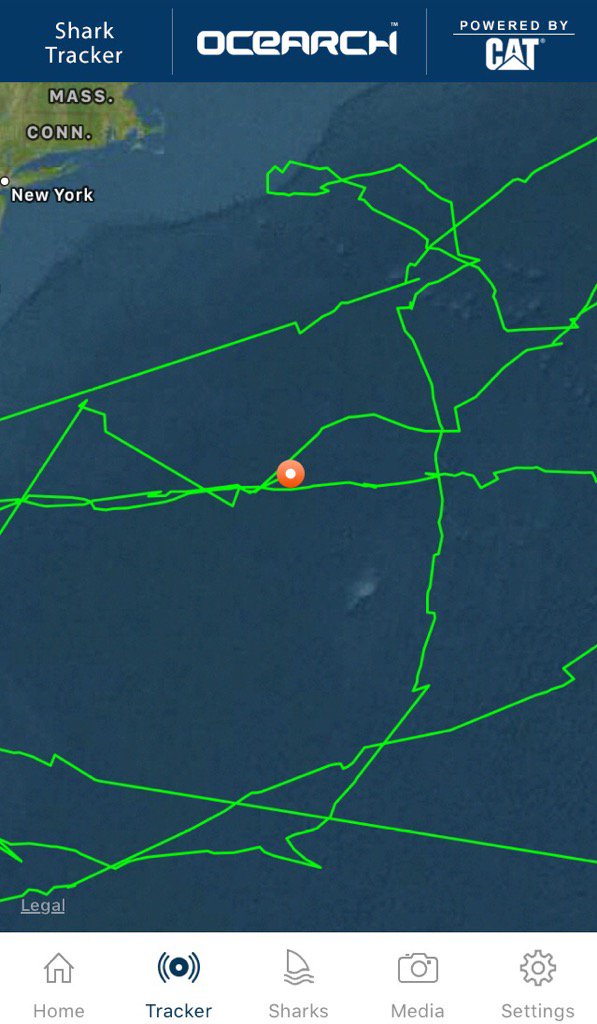 deep blue shark location deep blue shark location
