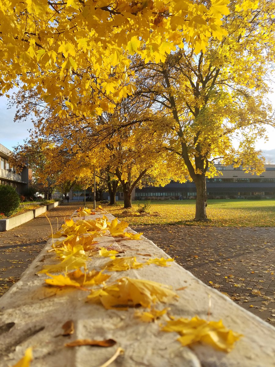 GonzagaU's tweet photo. Enjoying the last of fall. #FallColors #spokane https://t.co/omSl8vYlb5