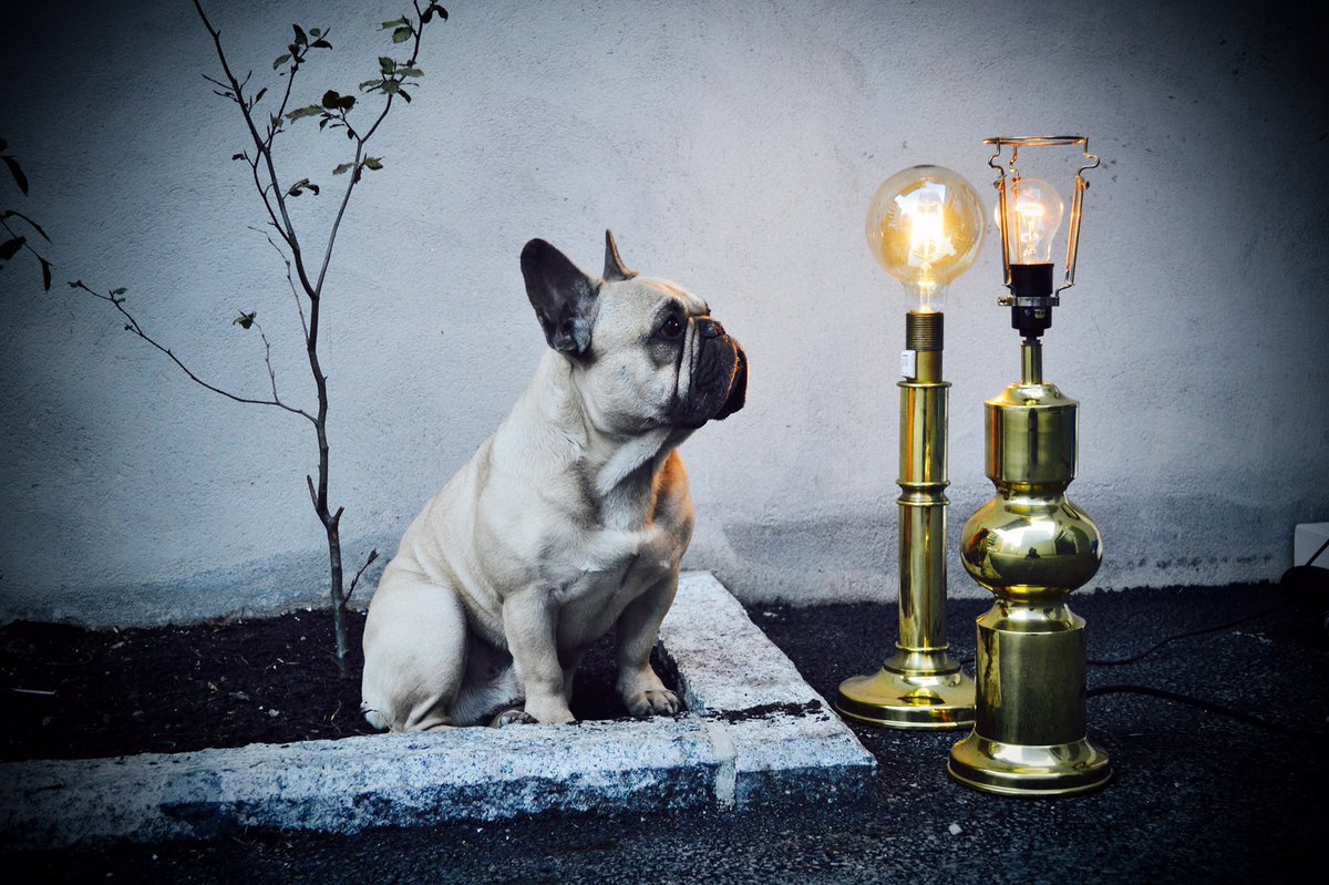 FrenchieEinar's tweet photo. Come on baby light my fire! 🎤😎👄👊🏼🍾

#frenchie #frenchbulldog #rockstar https://t.co/6Sa81Z0nZQ