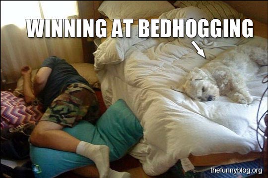 BNYDogs's tweet photo. #Bedhogging #Saturdaymorning #BitchNewYork https://t.co/YjG51EQpFy