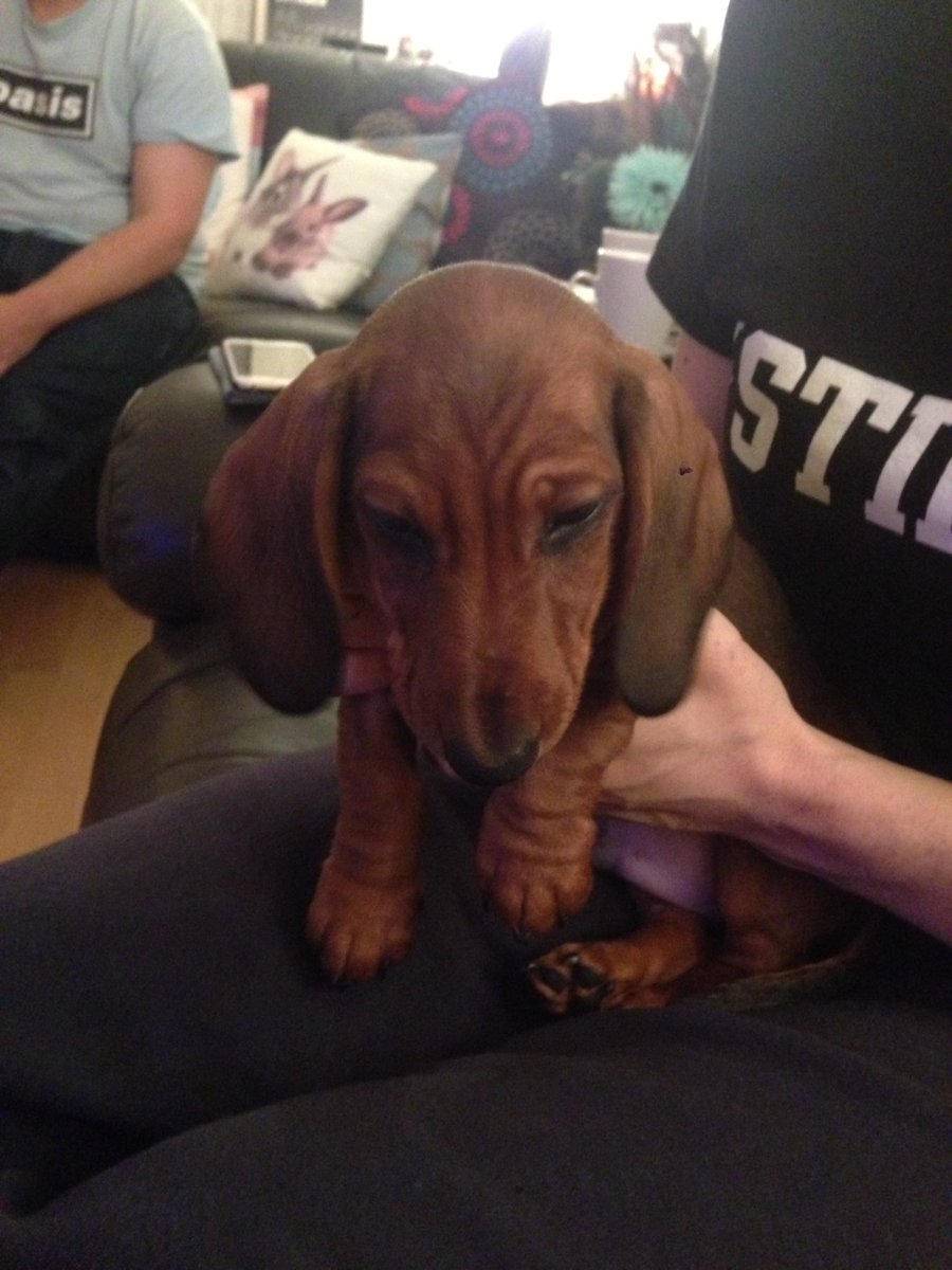 walkingwithsam's tweet image. Welcome frankie, to the world of walkingwithsam. Your gonna love, when your not asleep!!