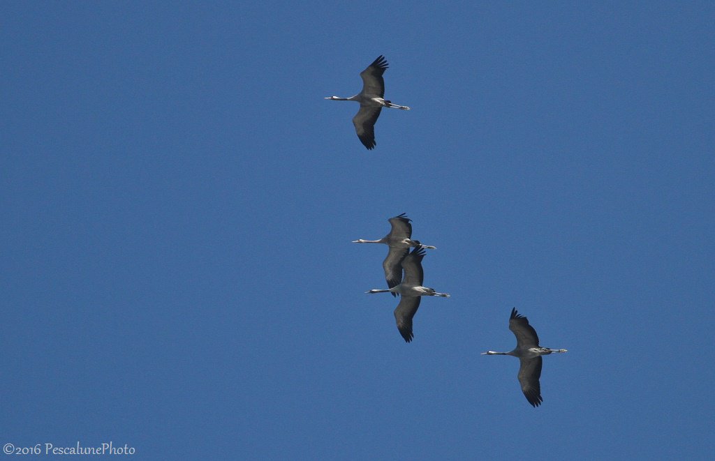 Pescalune's tweet photo. Grue cendrée (Grus grus), Common Crane
#migration2016 #gruecendrée #CranesInTheSky https://t.co/yeX7GEJVWc