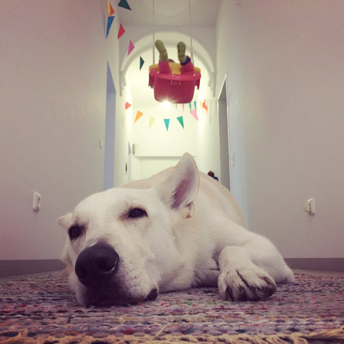 bootsmannthedog's tweet photo. I wonder where the #flabmate is? #dogsoftwitter https://t.co/Bz4ee6JVvG