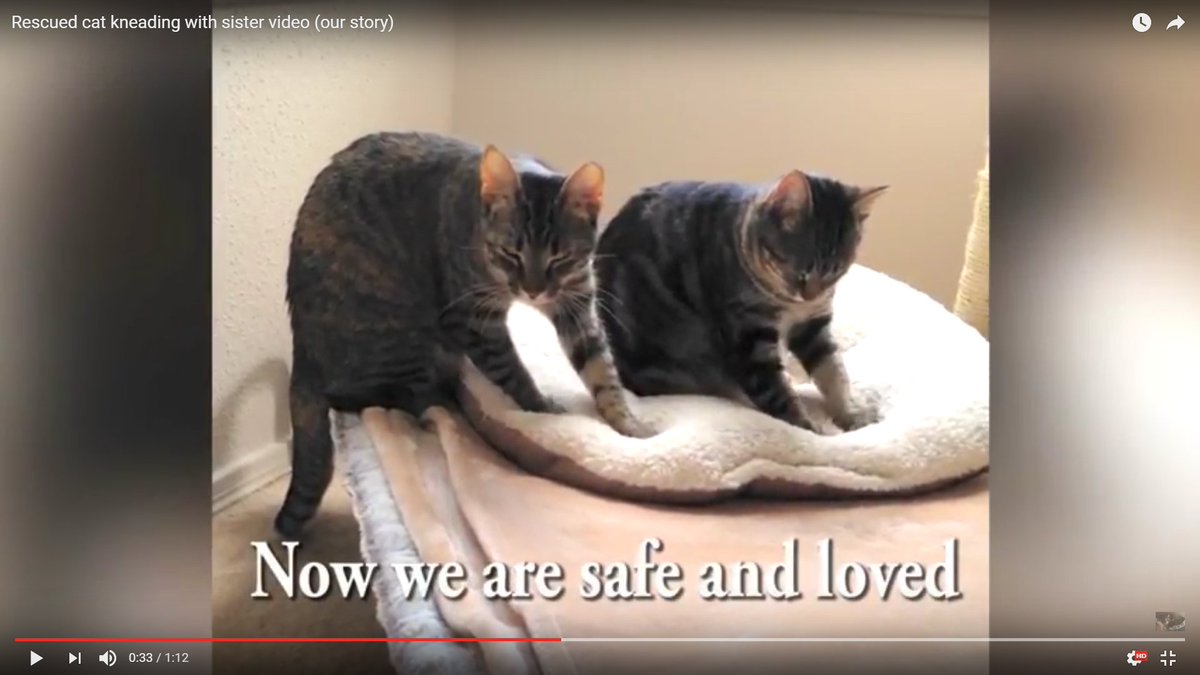 traceytyson33's tweet photo. @VenkmanTheCat Can you please share this video story to show that feral cats can be pets?https://t.co/1bgE9OiMjd https://t.co/2gYtIglaJR
