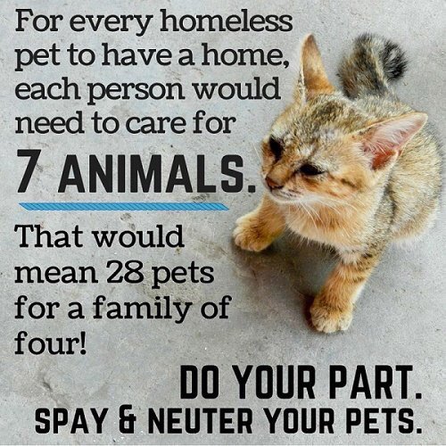 GBHSAuxiliary's tweet photo. Spay Neuter your pets! @ALspayneuter @TheGBHS https://t.co/kV52uka6dh