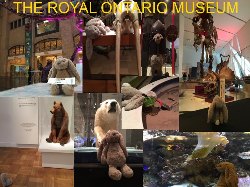 Rockin__Rabbit's tweet photo. Thanks for all the memories, Mr. S!!!!!!!!! @RealKiefer @ROMtoronto 🐰❤🇨🇦 https://t.co/zkVYVDUrFR