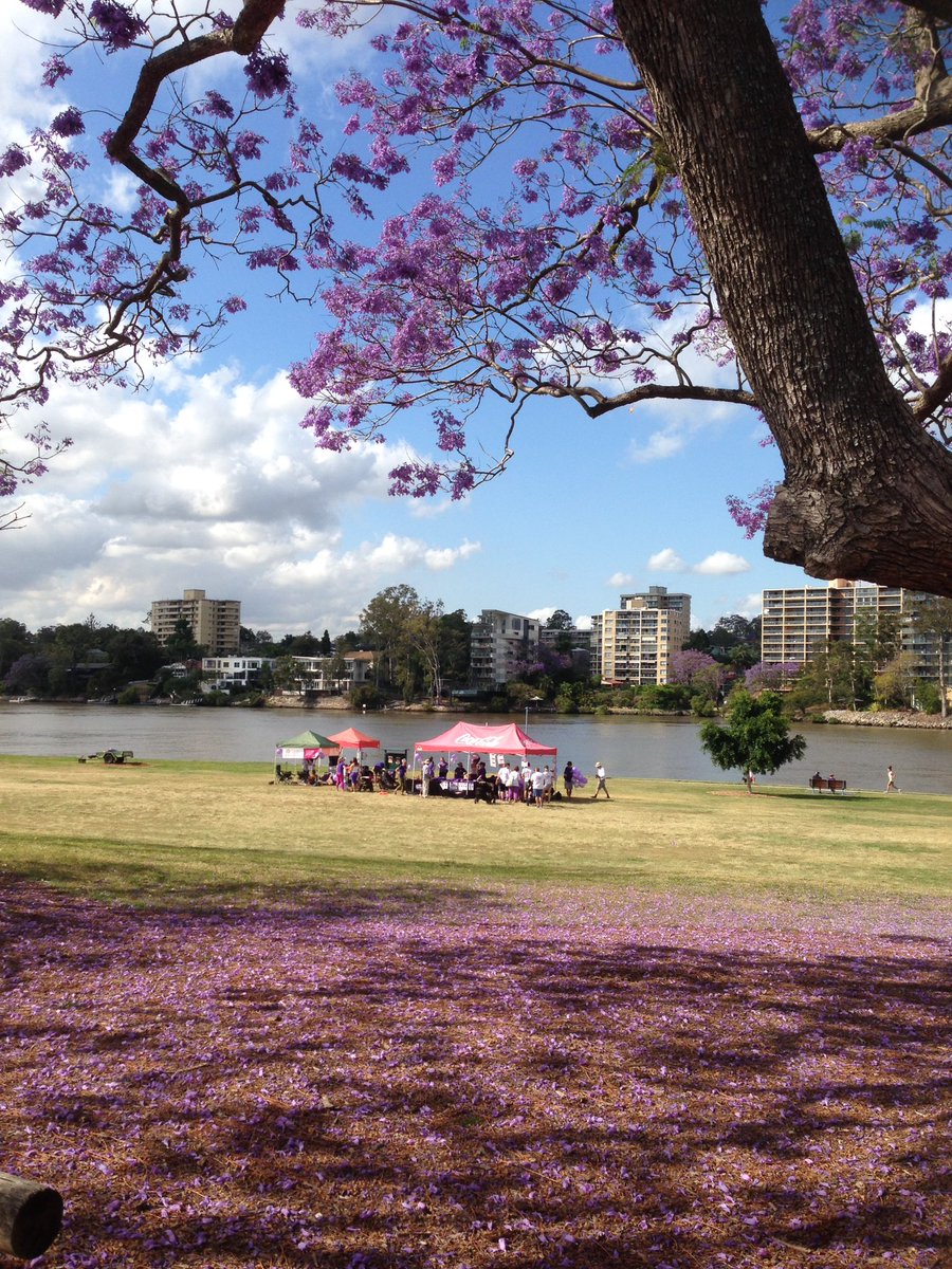 DrZoeBrady's tweet photo. It's on Brisbane! Join us in Orleigh Park for the #BrisPYFD @AvnerFoundation walk TODAY for pancreatic cancer. https://t.co/UPwcaZ89Fp