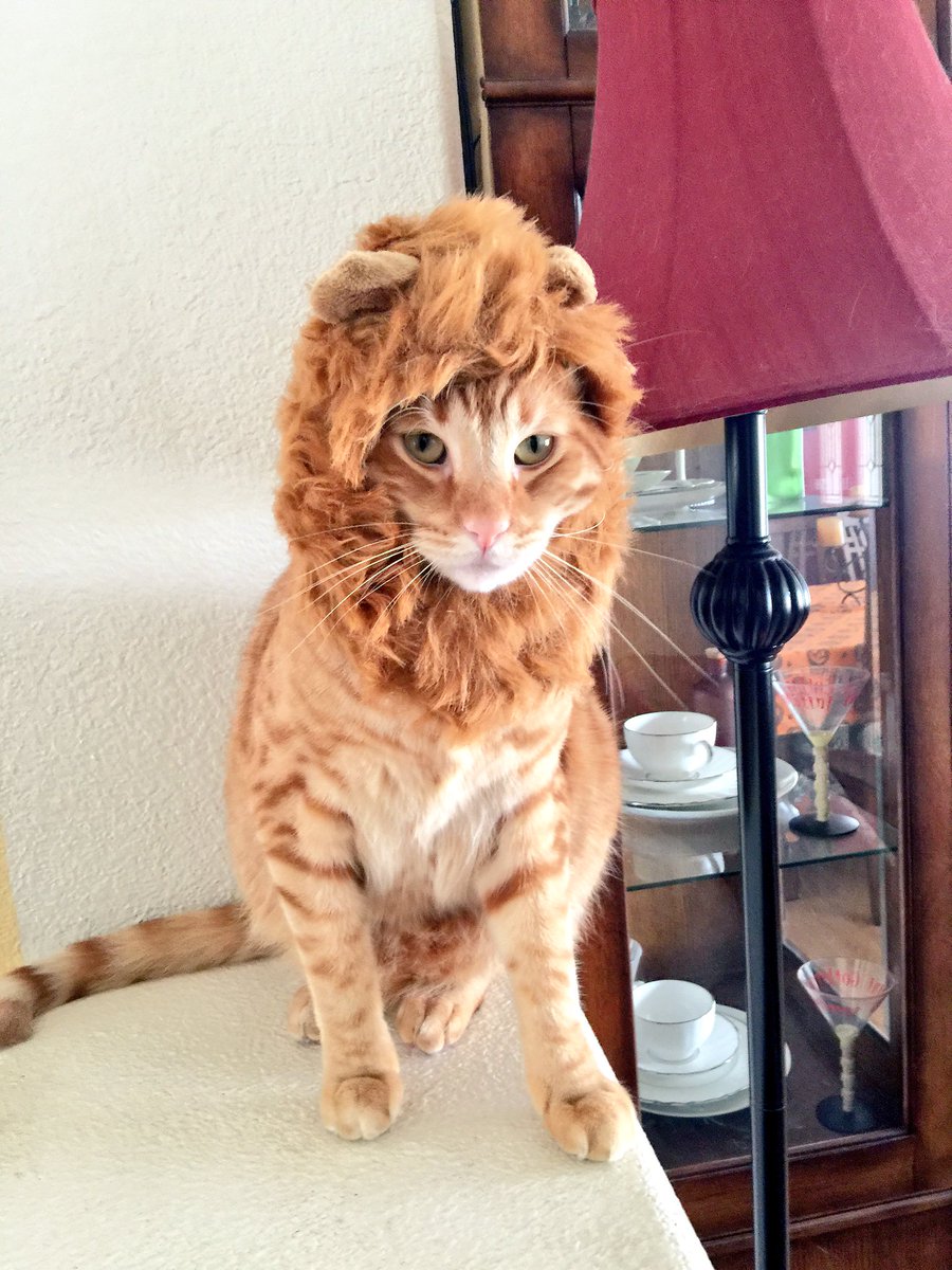 ChristopherD11's tweet photo. Happy #NationalCatDay from Calvin & Hobbes! ๐ถ๐ฆ๐ฑ
@Petco @mycalvinhobbes #goldenretriever #BestFriends #doglion https://t.co/MG062bhydV