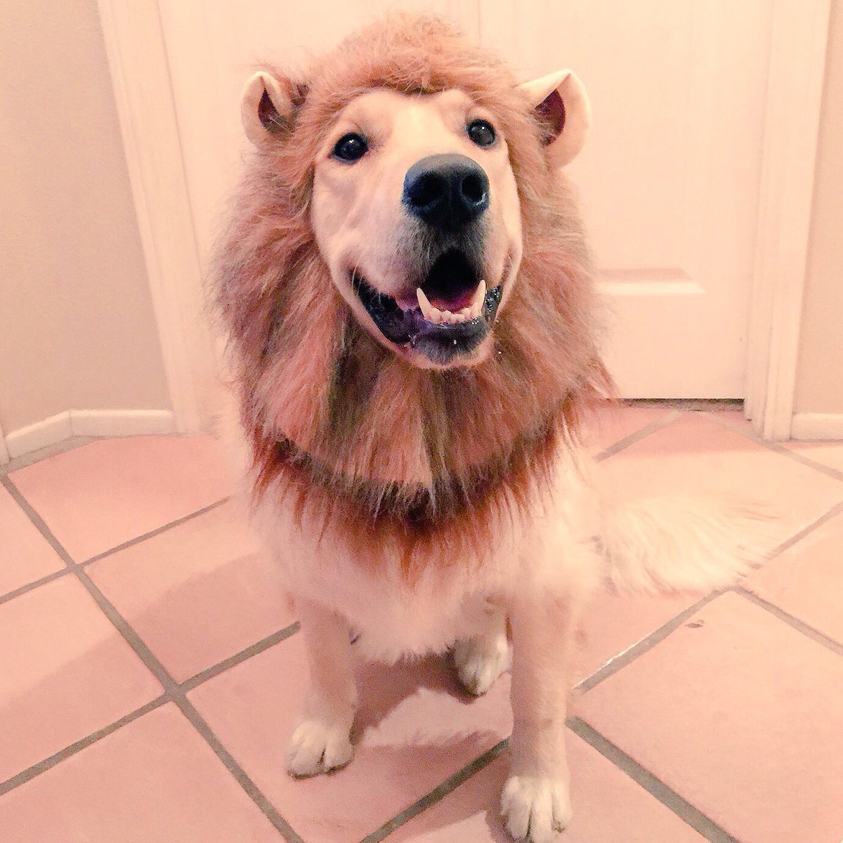 ChristopherD11's tweet photo. Happy #NationalCatDay from Calvin & Hobbes! ๐ถ๐ฆ๐ฑ
@PetSmart @mycalvinhobbes #goldenretriever #BestFriends #doglion #halloween #abc7halloween https://t.co/vT4BghyqYO