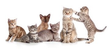 _animaladoption's tweet photo. Happy national day!🐱 give lots of love to your furry friends today! &amp; don't forget about the ones in the shelter they need a furrrever home! https://t.co/nlP7PxVe6i