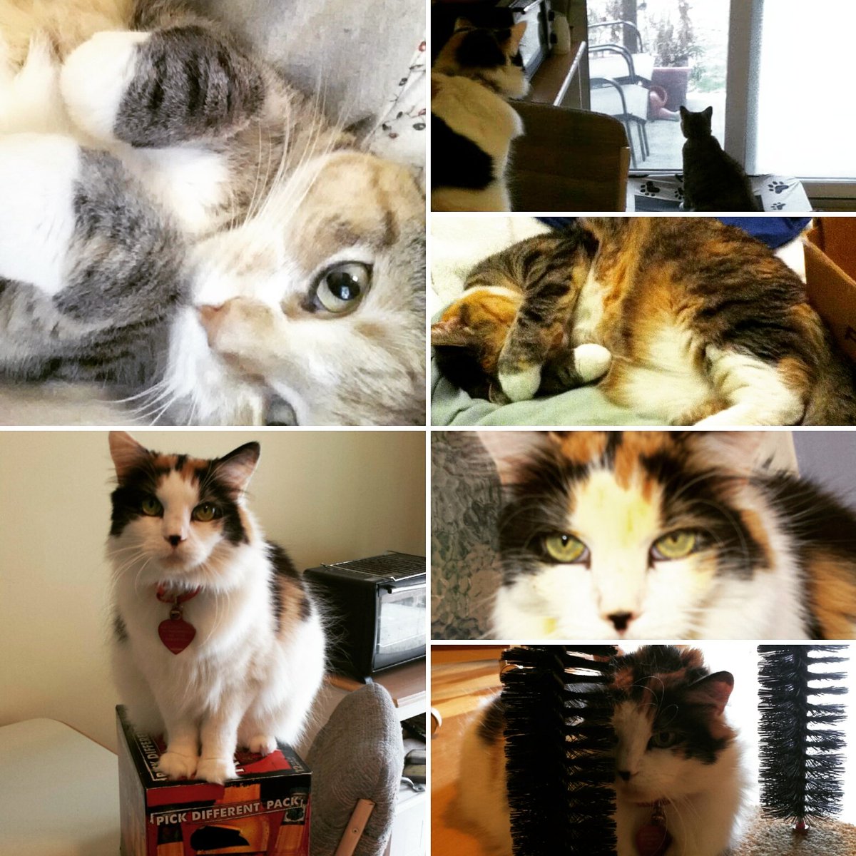duffybetts's tweet photo. Happy #nationalcatday to my cousins Motor and Lucy. Dogs still rule!  Love you https://t.co/BSGsw44Nwi