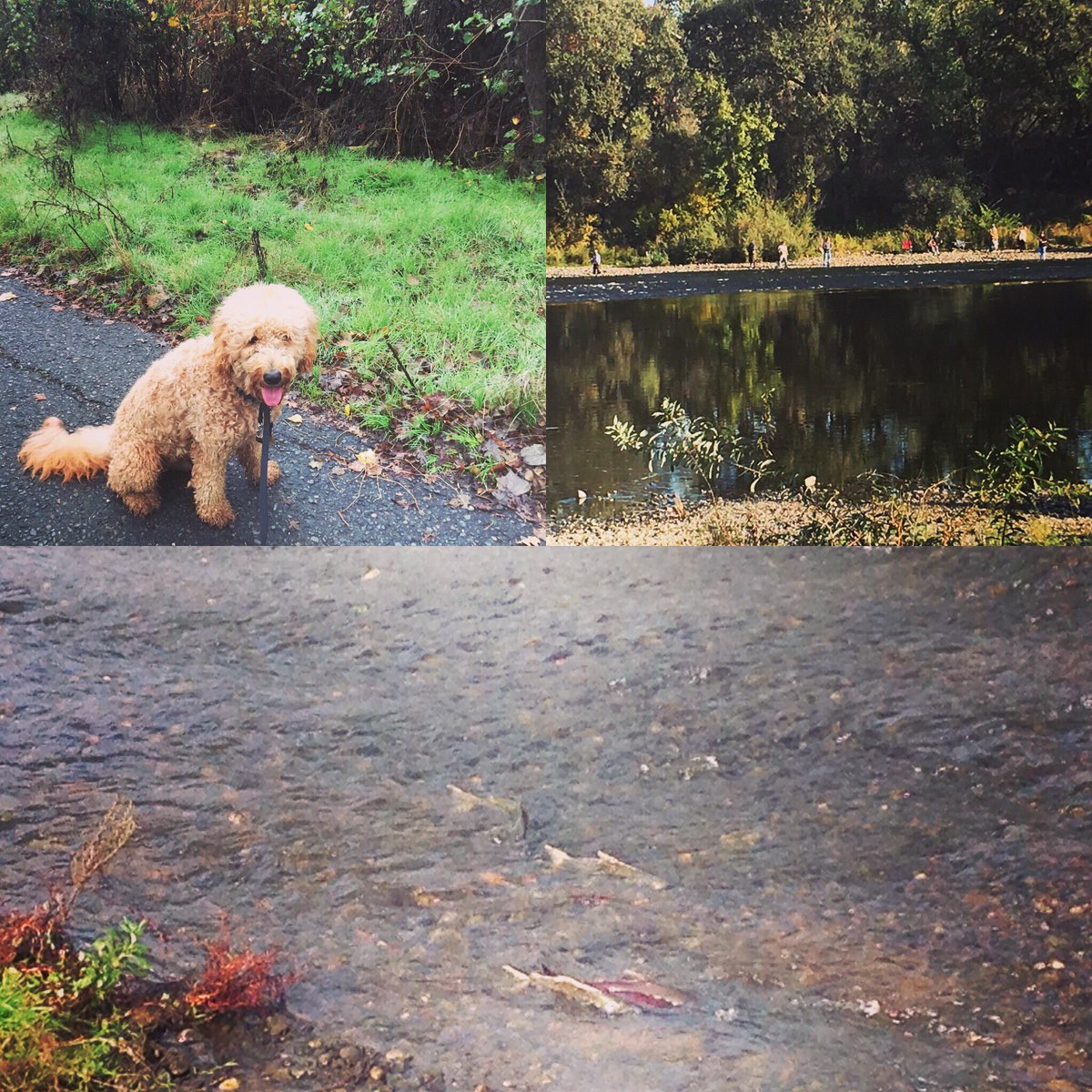 LewisLisken's tweet photo. Love Sacramento in the fall when it gets green again and my dog and the salmon are running. https://t.co/nHL3ykX3fM