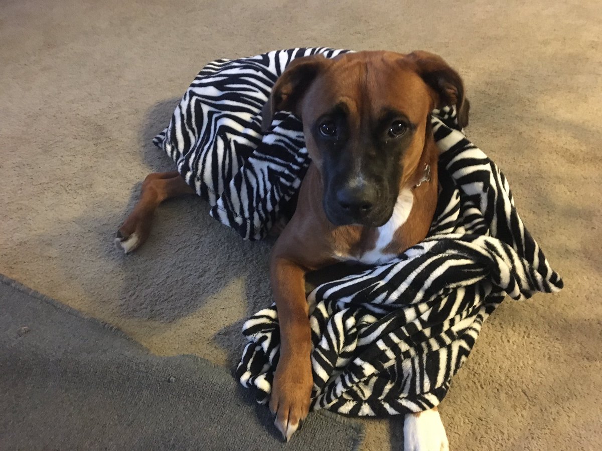 My dog is prettier than me.