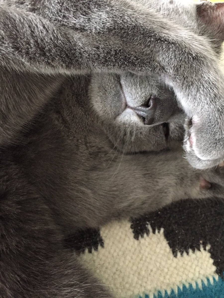 suzukithecat's tweet image. Busy day.