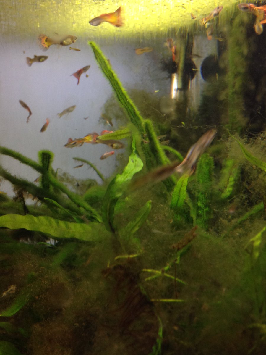 PillowMan12's tweet photo. Just another day with cute fish  Come see for yourself when you visit the shop! #pillow #HomeFurniture #Eugene https://t.co/48eAsp1sPF https://t.co/eFFv4iqyq0