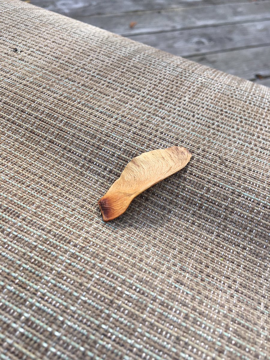 KatherineSarra's tweet image. Fascinated by the aerodynamic design of these #mapletreeseeds as they helicopter down from tree to earth