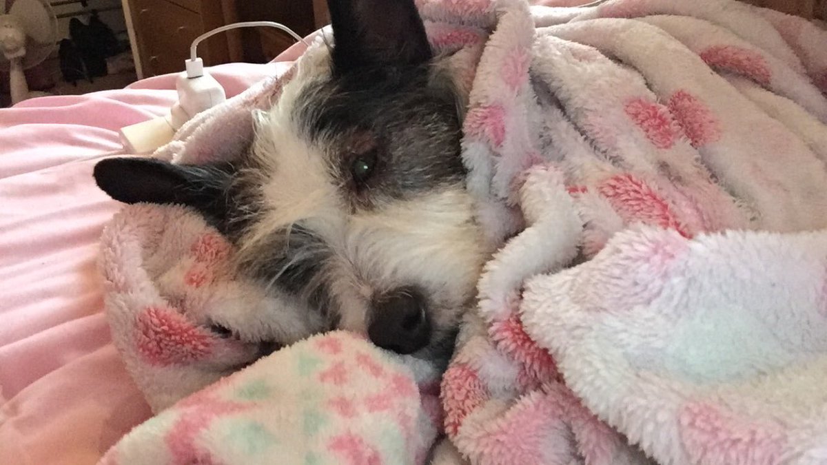 ericapearcee's tweet photo. Rip scampie, love you ❤️❤️❤️ https://t.co/rqJ0aEjsIr