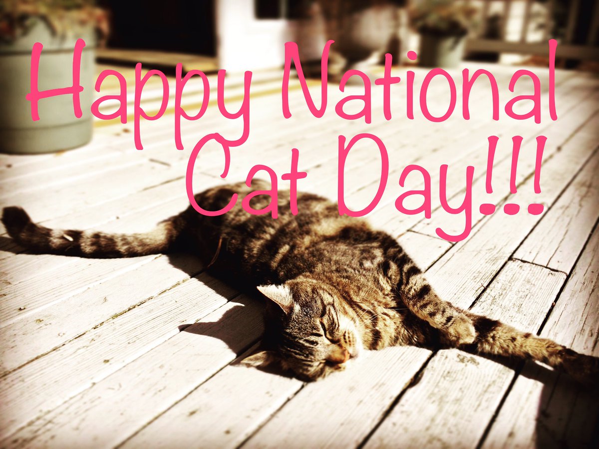 SEAChocolateBox's tweet image. Get a puuurrrrfectly delicious #HotChocolate for 1/2 price when you mention this post @chocoboxSEA! #NationalCatDay #yum #Seattle #rainyday