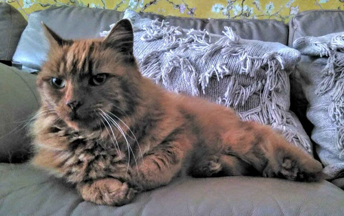 JulianBee3's tweet photo. @sehsmiffy Just brought this little smasher back from Sunderland after it was living in a shed for 3 years. Love him.   Meet Aslan! https://t.co/dSzXAtOL5L