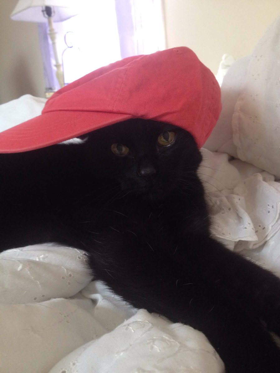 jasminekeffaaaa's tweet photo. national cat day everyone knows i love my baby bob 💚💙 https://t.co/zOC9som8aZ