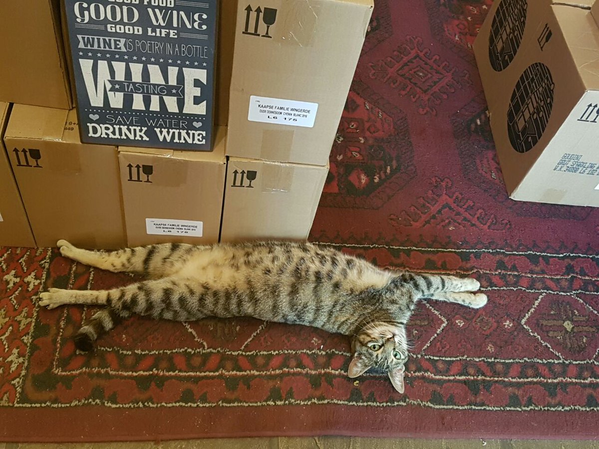 City Cellar Cat... Drunk on duty.  #cats #wine #CraftBeer
