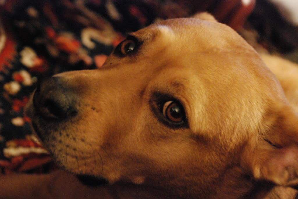 MiddEastBeast's tweet photo. "He might only be here for a part of your life, but for him, you are his WHOLE life." Rest In Peace, Beau. I'll miss you lots. https://t.co/9XktyRASga