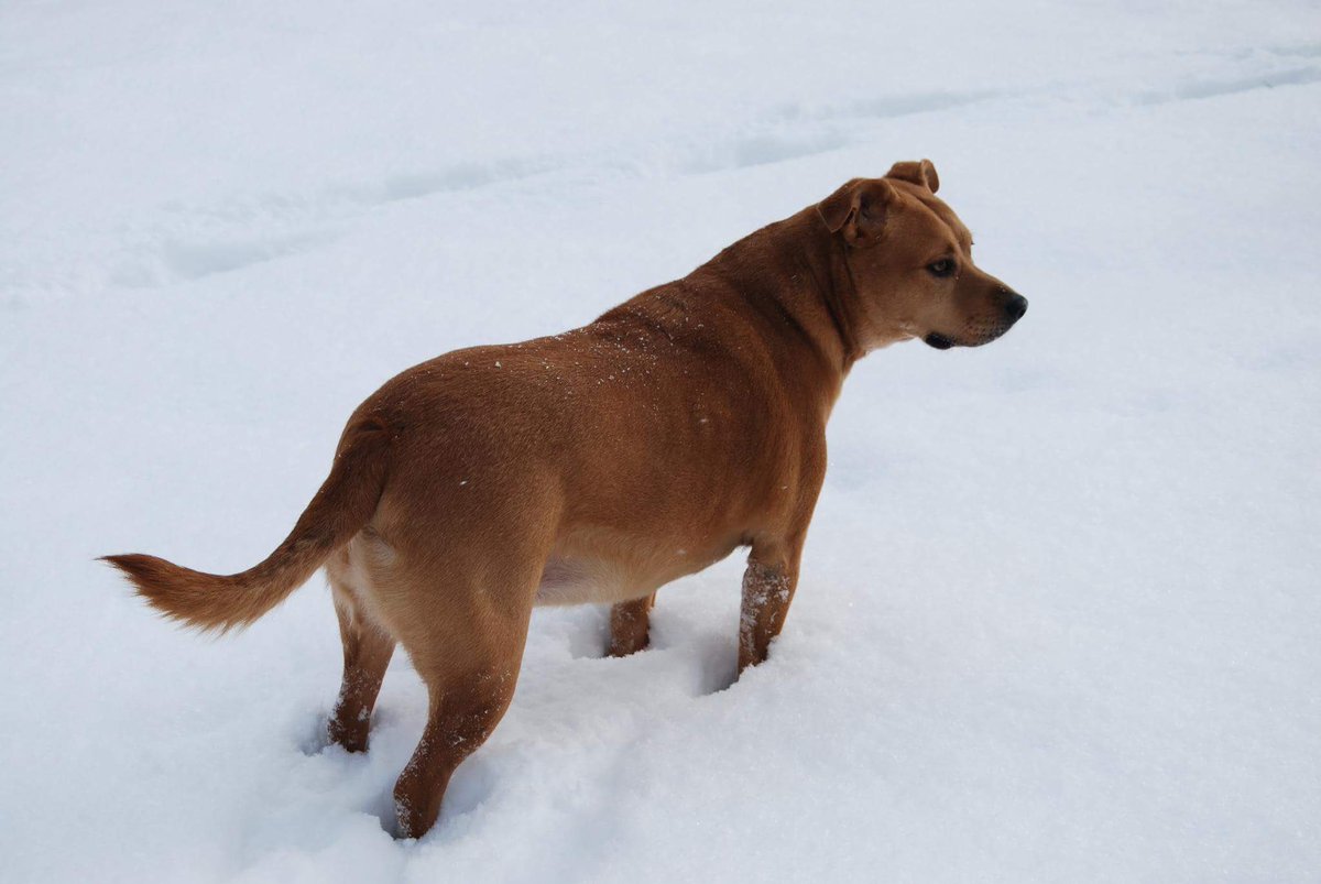 MiddEastBeast's tweet photo. "He might only be here for a part of your life, but for him, you are his WHOLE life." Rest In Peace, Beau. I'll miss you lots. https://t.co/9XktyRASga