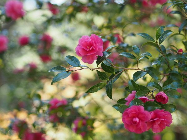 hirohiro_07's tweet photo. .
.
今年の写真ではありませんが、サザンカ（山茶花）もちょうど今、咲いていますね(^_^)
.
#写真好きな人と繋がりたい #写真撮ってる人と繋がりたい #神戸 #神戸市 #ko… https://t.co/MqBE4EYJSc https://t.co/6Ces5B57nL