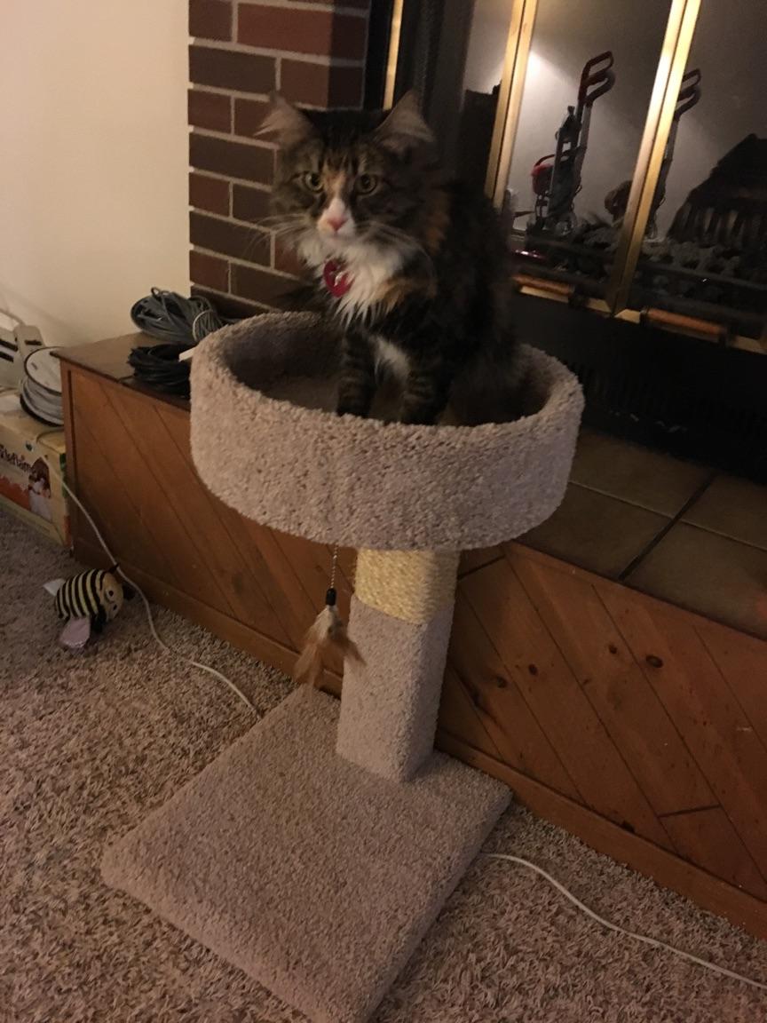 Readiculous's tweet photo. #Caturday 
#Bigby 
#LittleBigs https://t.co/f3xrhb1o65