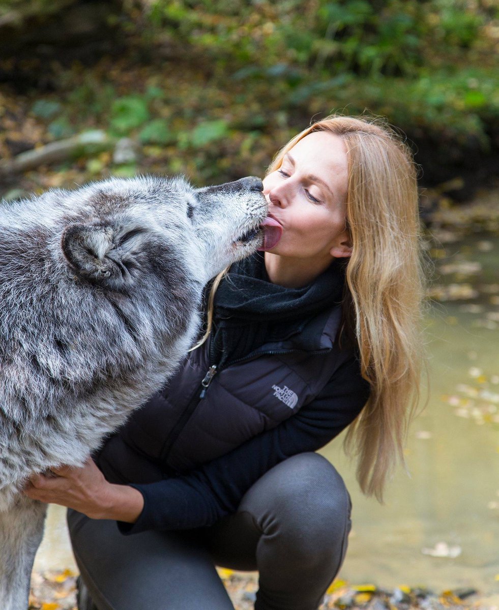 WeLoveDogsUSA's tweet photo. RT @mesmitch via @AnnekaSvenska
WolfWatchUK is a haven for rescued wolves. https://t.co/fbvvBWjVLH … https://t.co/JfGR9USiNr https://t.co/v3vM2YJrSI