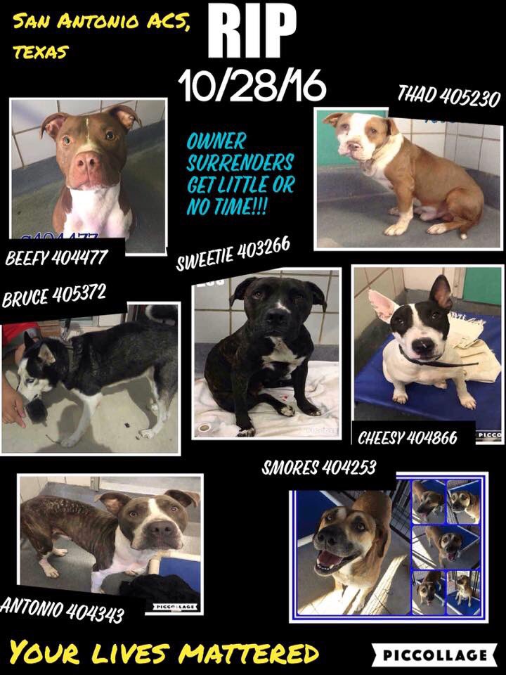 ChaseAndCutie's tweet photo. Enlarge. More killed. Murdered. They kill daily #Killed #Murdered #ImSorry #WeFailedYou #NoOneCame #WantedToBeLoved #FailByHumans #SoSad https://t.co/5IZkduo8F3