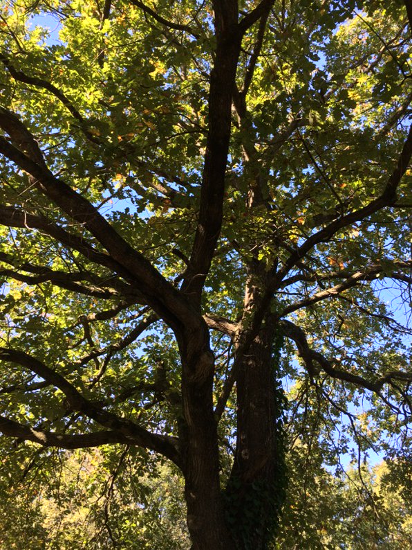 guyspriggs's tweet photo. Here comes autumn https://t.co/SqXZGcuBrQ