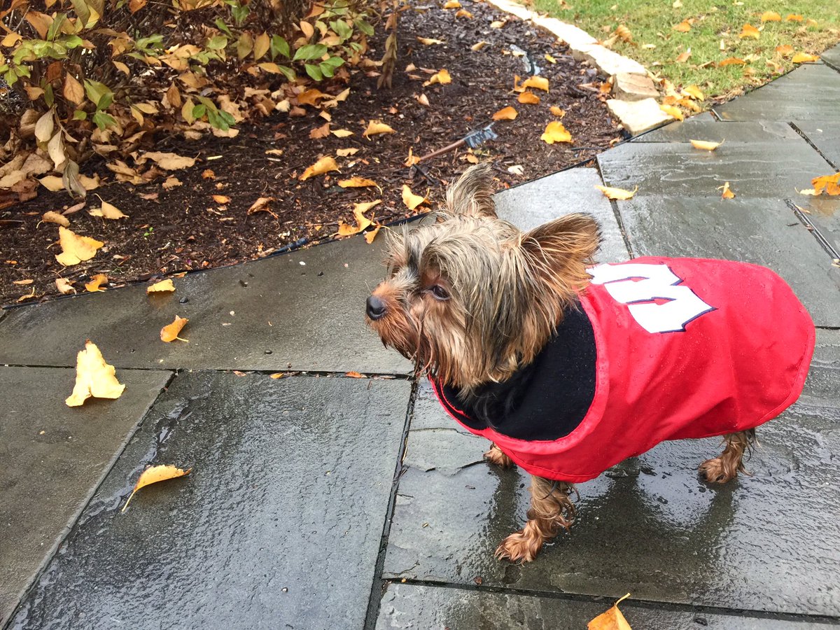 lulualmstrom1's tweet photo. Just helpin' with a little fall yard work! Rain is nbd with my #Badger jacket! Sending ❤️to my fav player @jackCICHY! Hope you heal quickly! https://t.co/S5m8IKDPBR